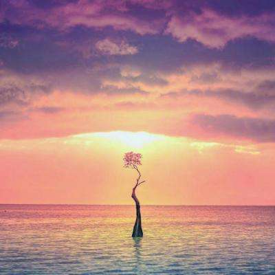 西纳·洛桑旦贝坚赞活佛逝世，享年81岁